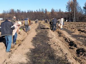 Луганщина: Зашумить гай на місці нещодавніх пожеж